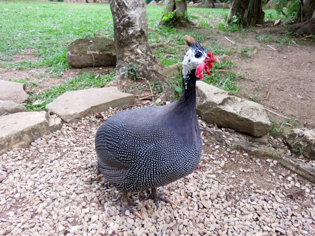 The farm had a pet guinea fowl named Pip. He likes to peck at people' class=
