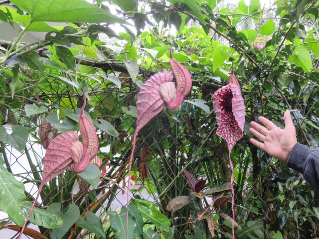 Dutchman’s Pipe, the largest flower in Costa Rica