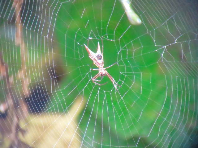 Arrow-shaped spider