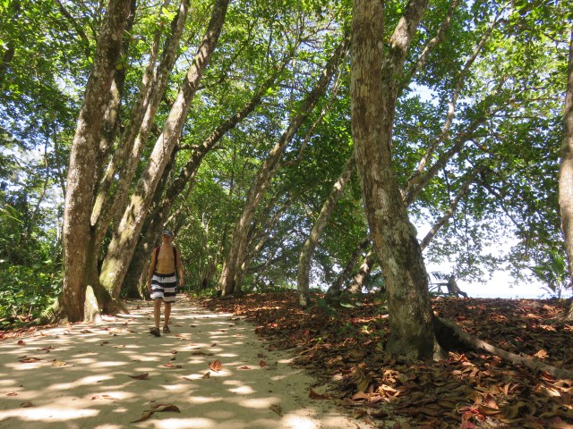 Lowland tropical rainforest in Cahuita National Park