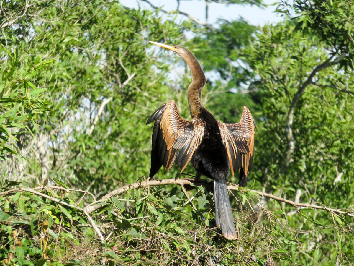 The Anhinga is also known as the snake-bird because it swims with its long neck and head sticking out of the water.